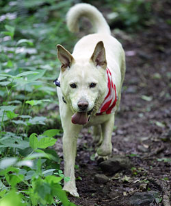 Dirty Dog 15K photo by Julie Black